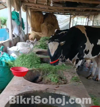 কোরবানীর জন্য ফ্রিজিয়ান জাতের ষাড় গরূ